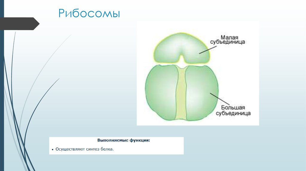 Строение рибосома рисунок
