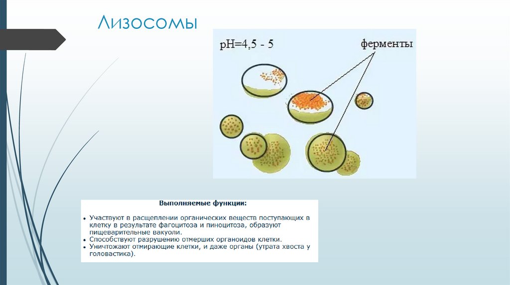 Лизосомы клетки участвуют. Лизосомы функции расщепление. Ферменты лизосом. Лизосомы выполняют функции:. Ферменты лизосом клетки.