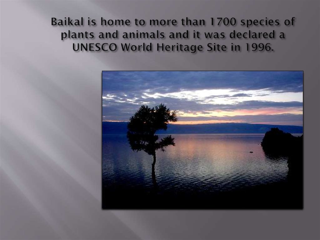 Baikal is home to more than 1700 species of plants and animals and it was declared a UNESCO World Heritage Site in 1996.