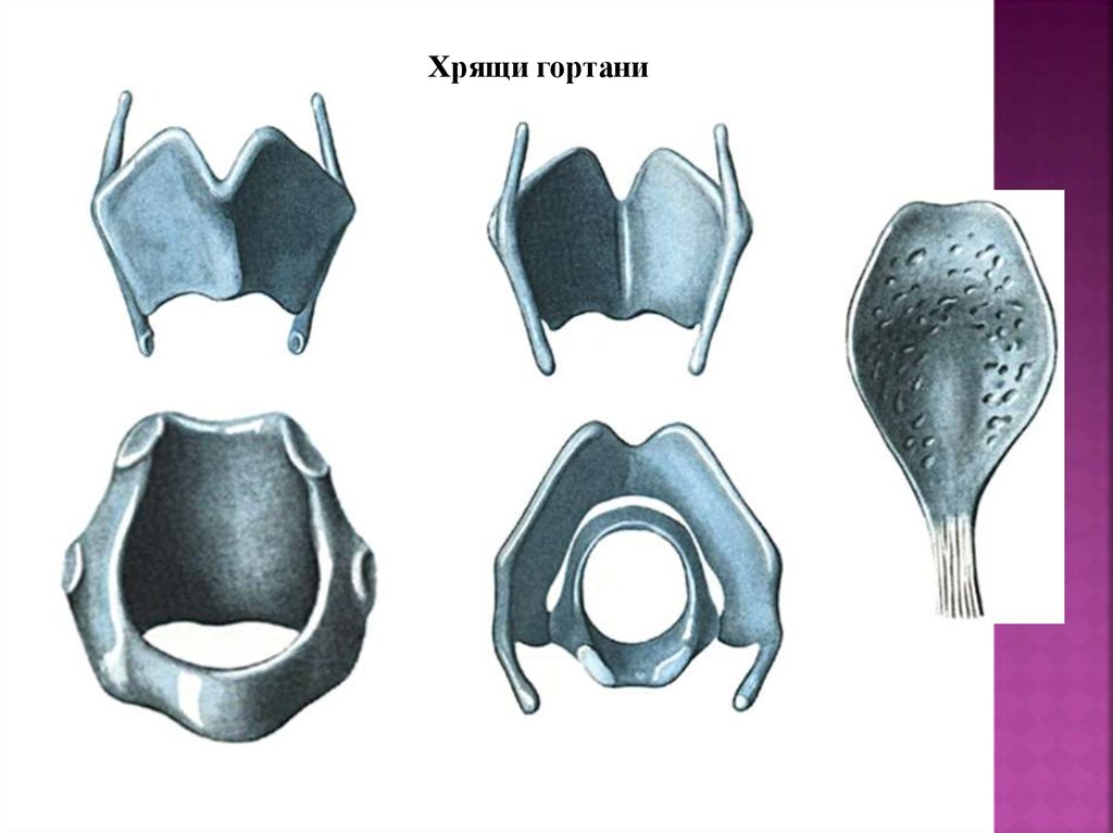 Хрящи гортани