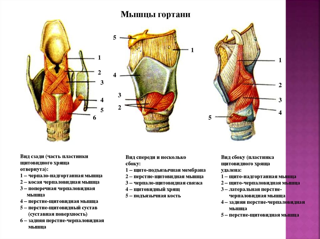 Мышцы гортани