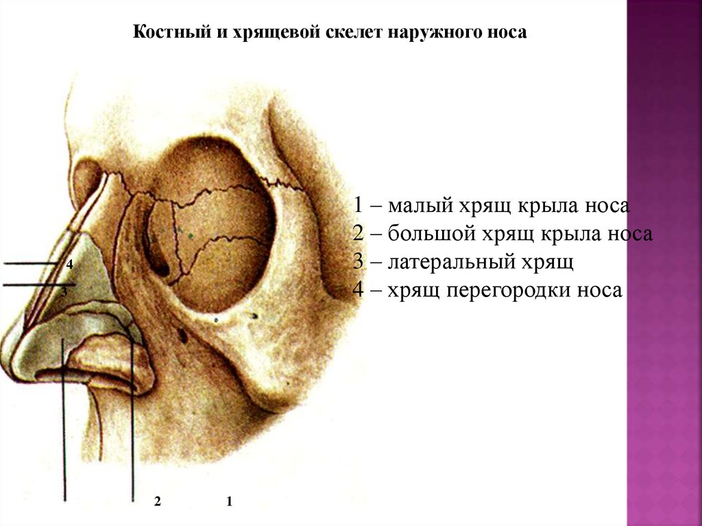 Наружный нос строение