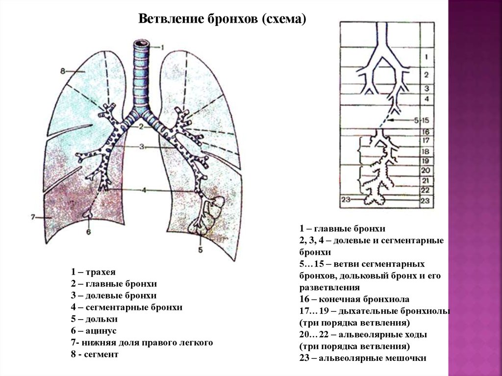 Последовательность бронхов