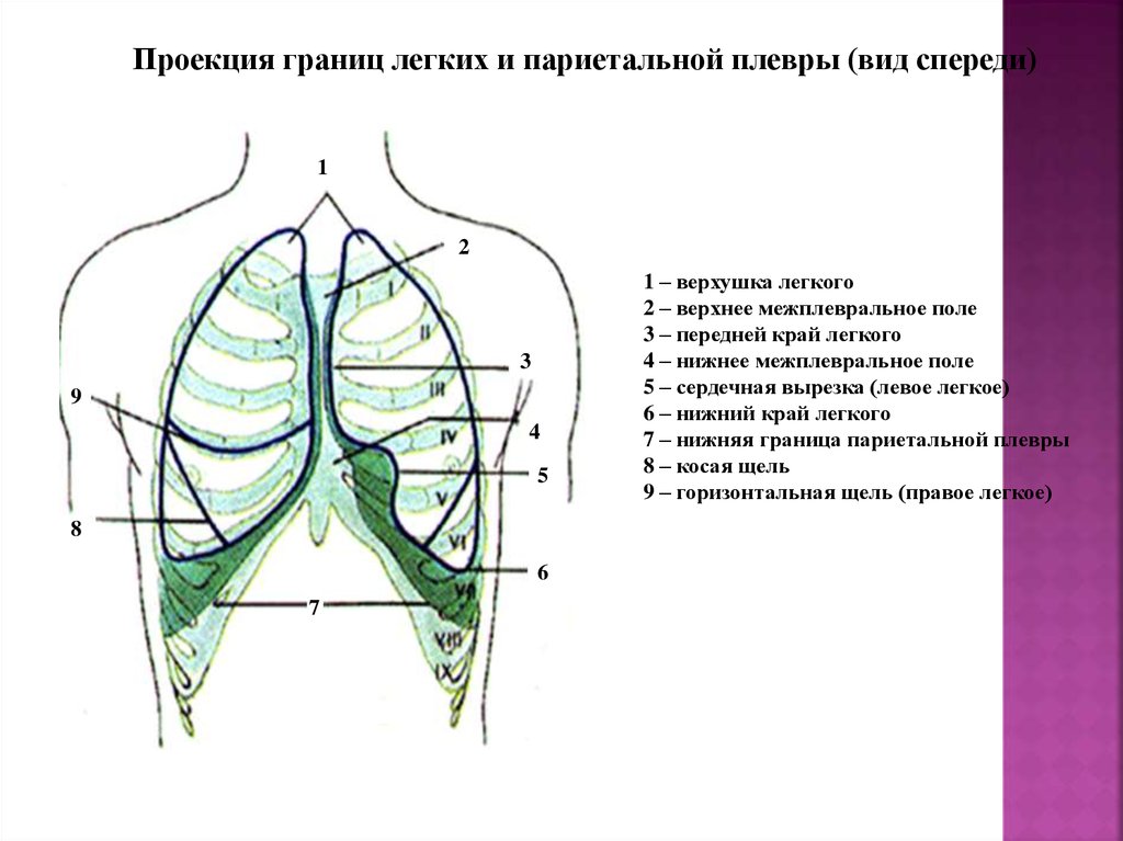 Проекция на грудную стенку. Проекция верхушки легкого и купола плевры. Схема верхних и нижних границ легких вид спереди и вид сзади. Проекция границ легких и париетальной плевры. Проекция границ легких и плевры на грудную клетку.