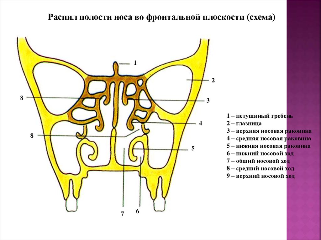 Гайморовы пазухи расположение схема рисунок