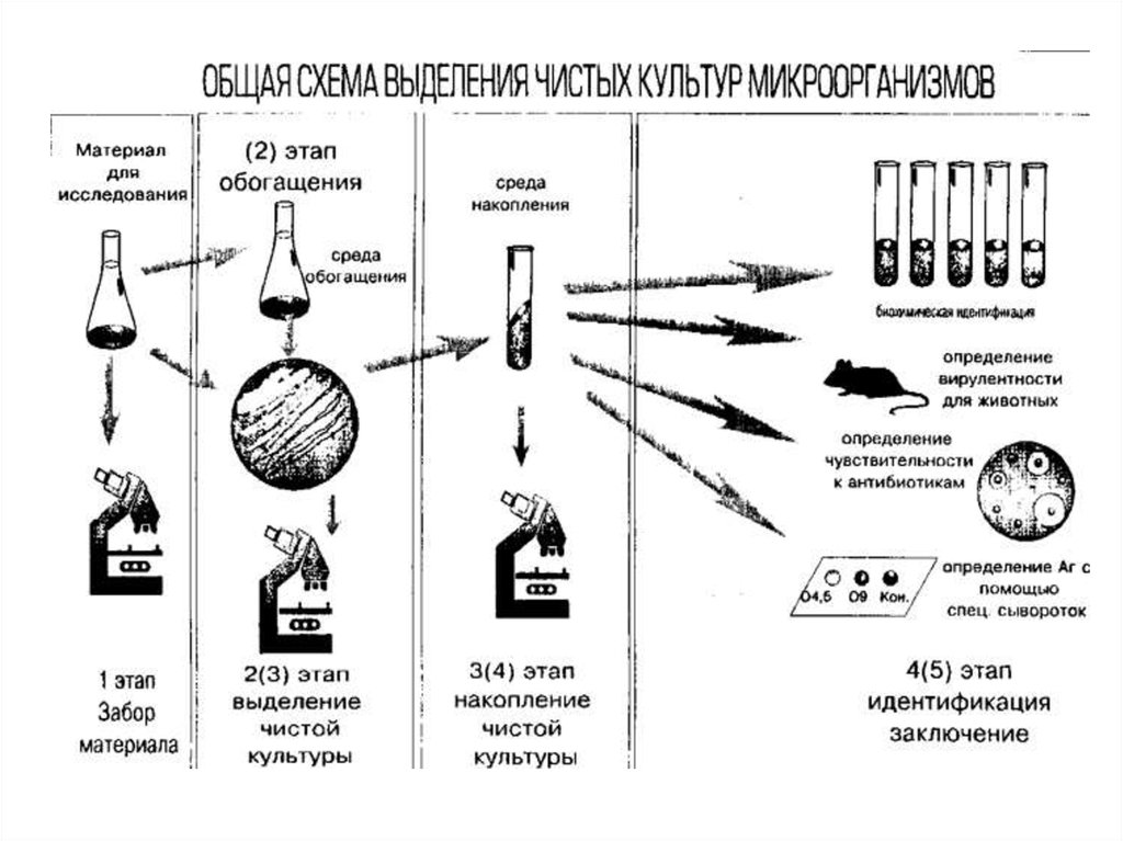 Изучи схему. Схема выделения чистой культуры аэробных бактерий. Этапы выделения чистой культуры микроорганизмов схема. Схема выделения чистой культуры аэробов. Схема этапы выделения чистой культуры бактерий.