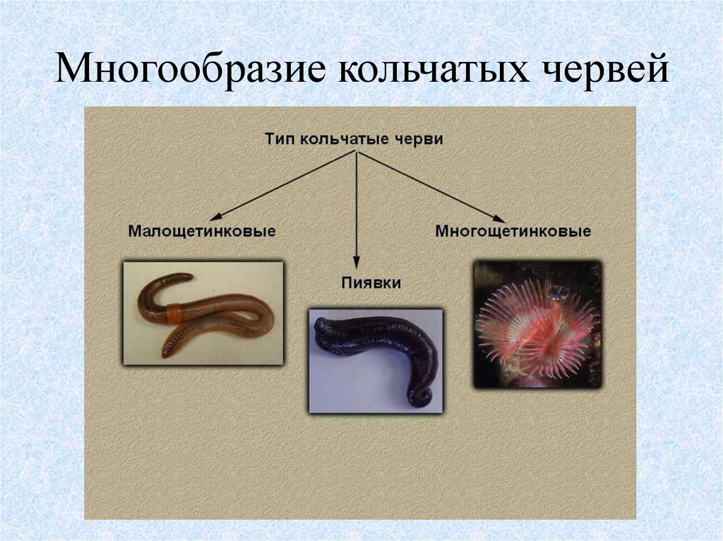 К группе кольчатых червей относятся. Кольчатые черви представители. Животные Тип кольчатые черви. Кольчатые черви черви примеры. Свободноживущие кольчатые черви.