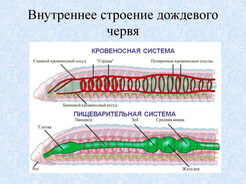К группе кольчатых червей относятся. Пищеварительная система дождевого червя. Тип кольчатые черви внутреннее строение. Кровеносная система кольчатых червей 7 класс биология. Строение кольчатых червей ЕГЭ.