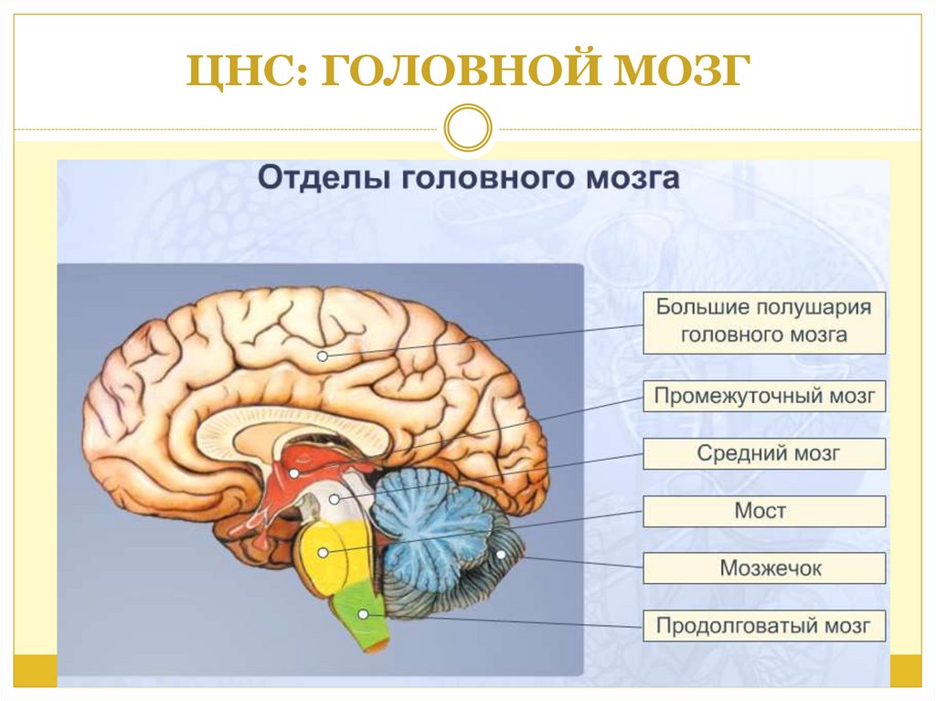 Центральная структура головного мозга. ЦНС головной мозг строение. Строение мозга анатомия ЦНС. Нервная система отделы головного мозга. Отделы головного мозга функция нервные центры.
