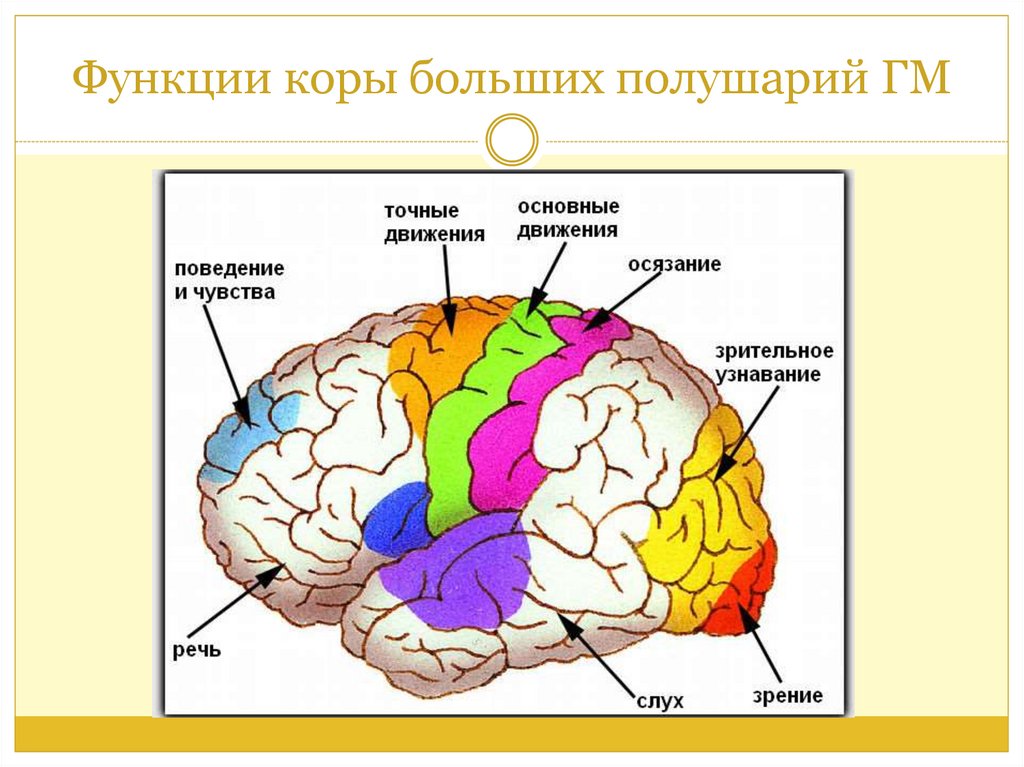 Основные зоны мозга. Проекционные зоны анализаторов. Проекционные отделы мозга. Зоны головного мозга схема. Сенсорные ассоциативные и моторные зоны коры.