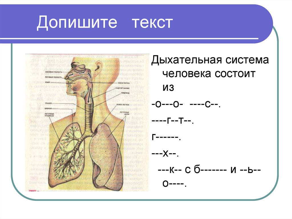 Значение дыхания органы дыхания презентация 8 класс