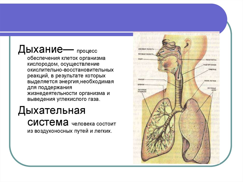 Дыхательная система человека презентация егэ