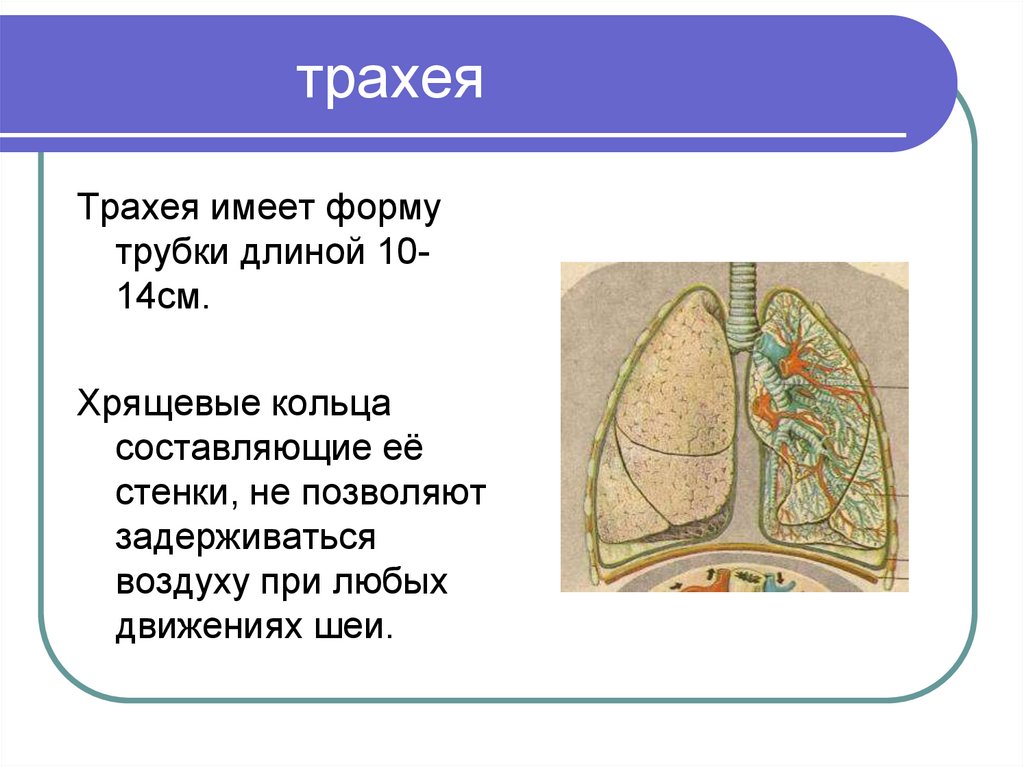 Трахея имеет форму трубки длиной 9 см. Легочные мешки. Значение дыхания органы дыхания презентация 8 класс. Значение дыхания органы дыхания 8 класс.