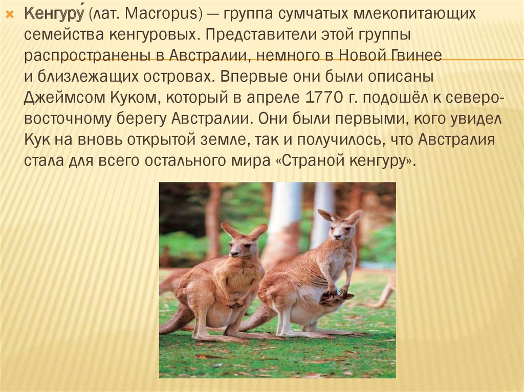 Kangaroo перевод на русский