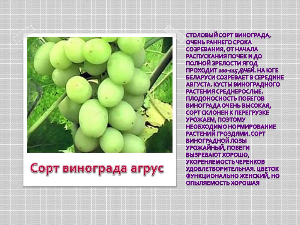 Столовый сорт винограда, очень раннего срока созревания, от начала распускания почек и до полной зрелости ягод проходит 100-115
