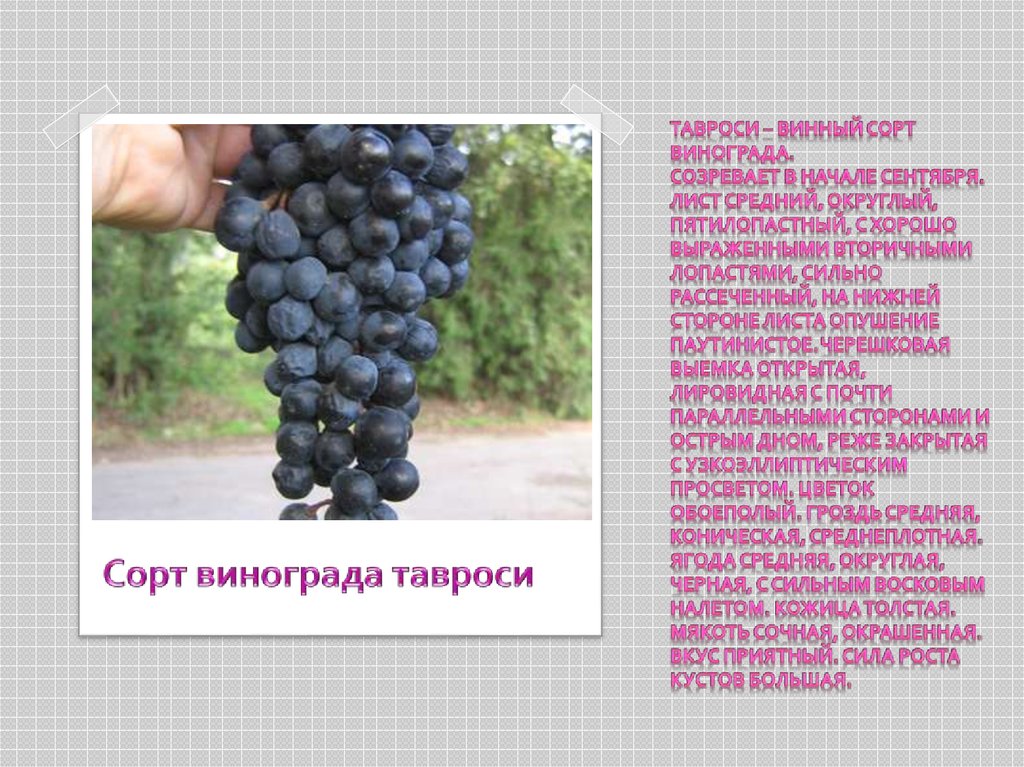 Тавроси – винный сорт винограда. Созревает в начале сентября. Лист средний, округлый, пятилопастный, с хорошо выраженными