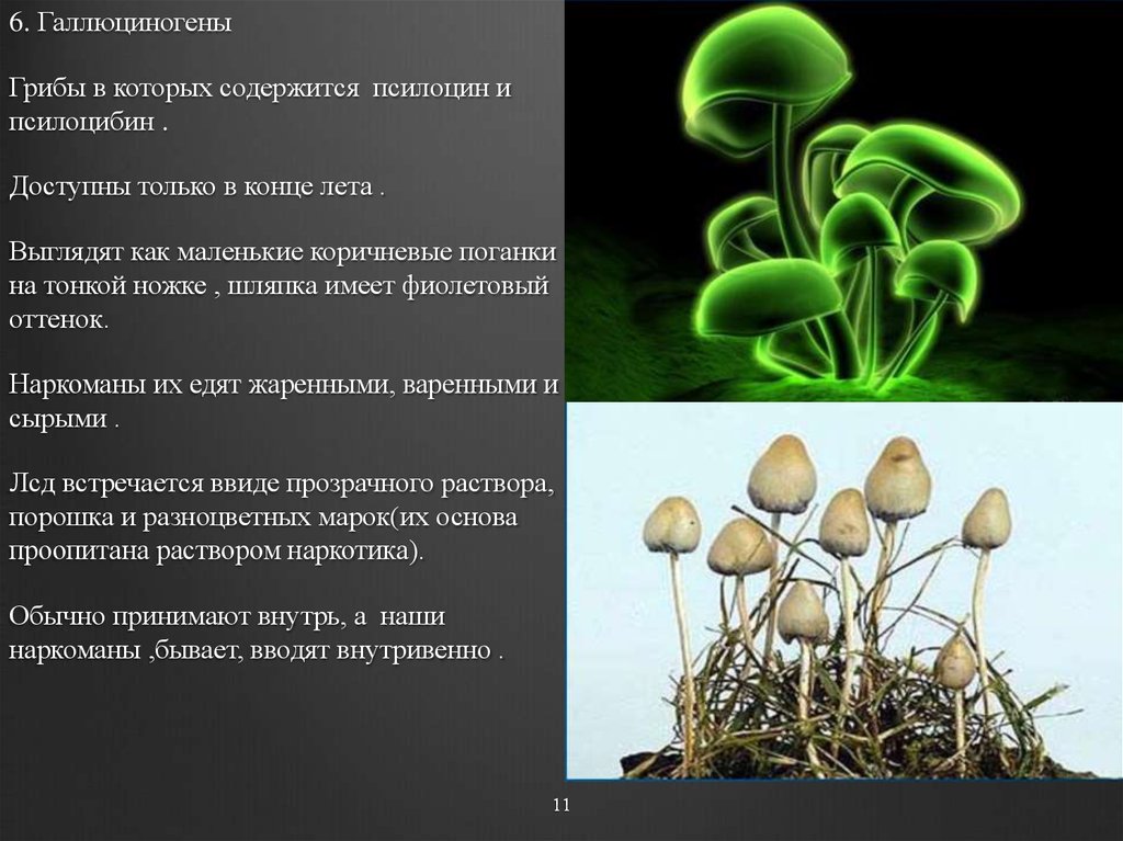 Сколько держат грибы. Псилоцибиновые поганки галлюциногенные грибы. Псилоцин и псилоцибин. Псилоцибин содержится в. Галлюциногены презентация.