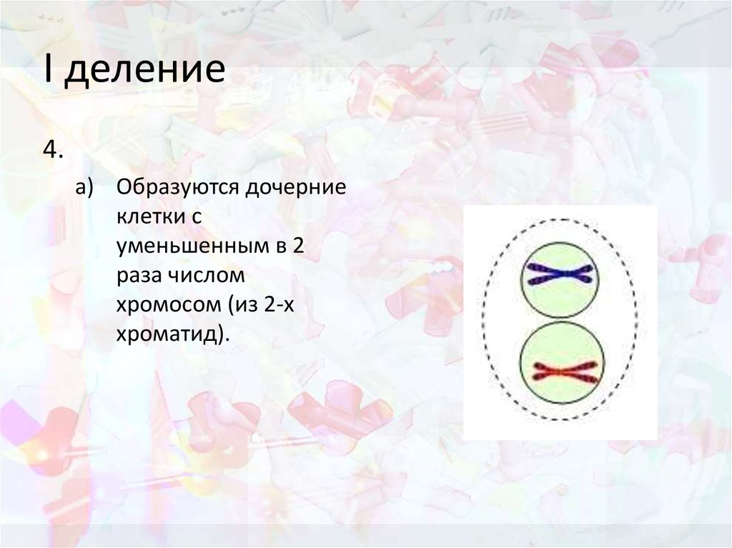 Образуются дочерние клетки. Деление клетки презентация. Из чего образуются дочерние клетки. 4 Дочерние клетки. Образуются 4 дочерние клетки.