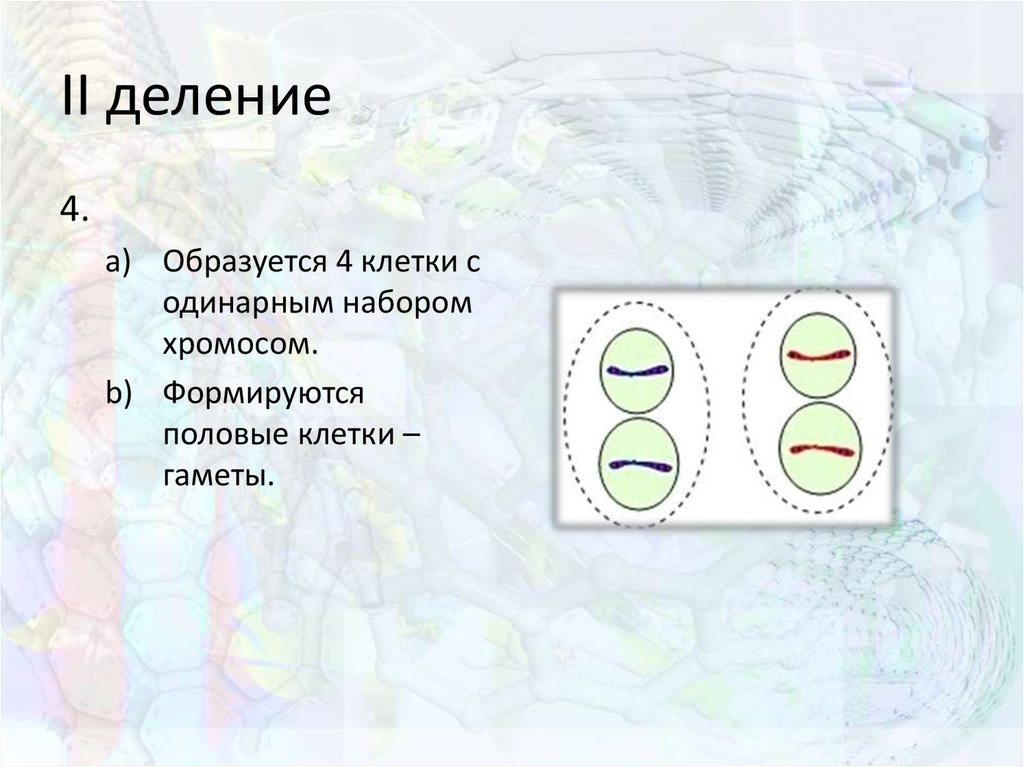 Схема деления клетки