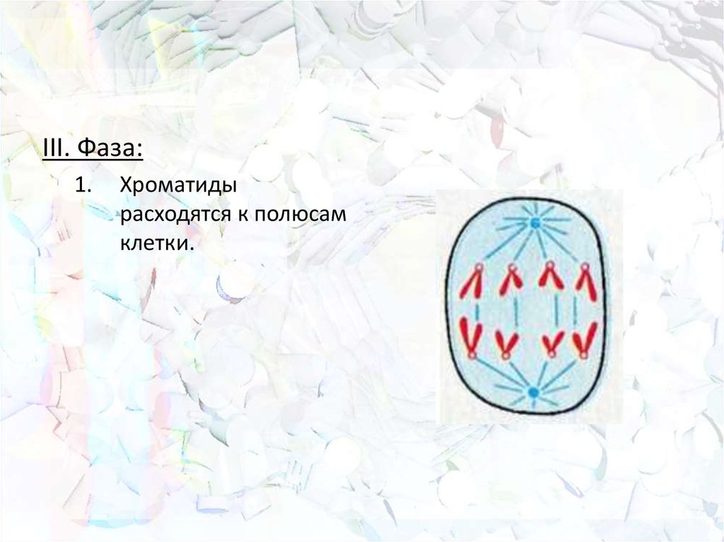 Расхождение хроматид к полюсам клетки. К полюсам расходятся хроматиды. Клетки расходятся к полюсам. Фаза деления клетки в которой хроматиды расходятся к полюсам.