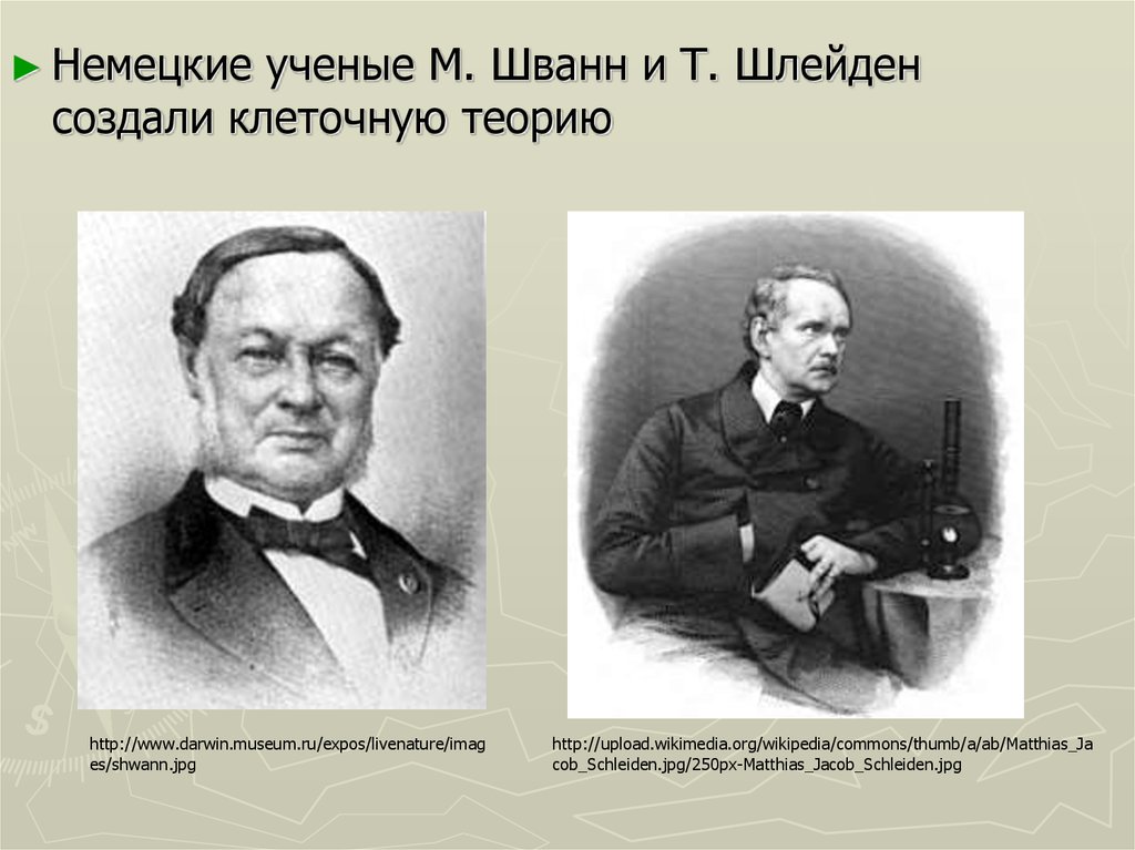 Кто создал клеточную теорию. Ученый Шванн и Шлейден. Теодор Шванн и Матиас Шлейден открытия. Теодор Шванн и Матиас Шлейден клеточная теория. Шлейден и Шванн открытия.