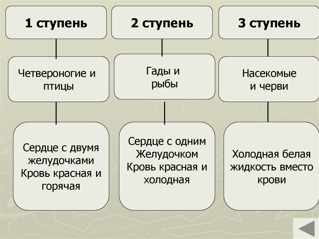 Вывод составление схем передачи веществ и энергии цепей