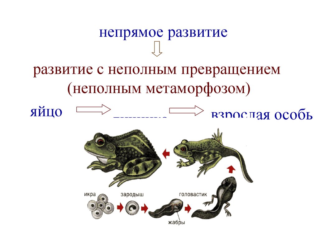 Этапами онтогенеза животных. Типы онтогенеза у животных. Этапы онтогенеза животных. Типы онтогенеза в биологии. Схема онтогенеза животных.