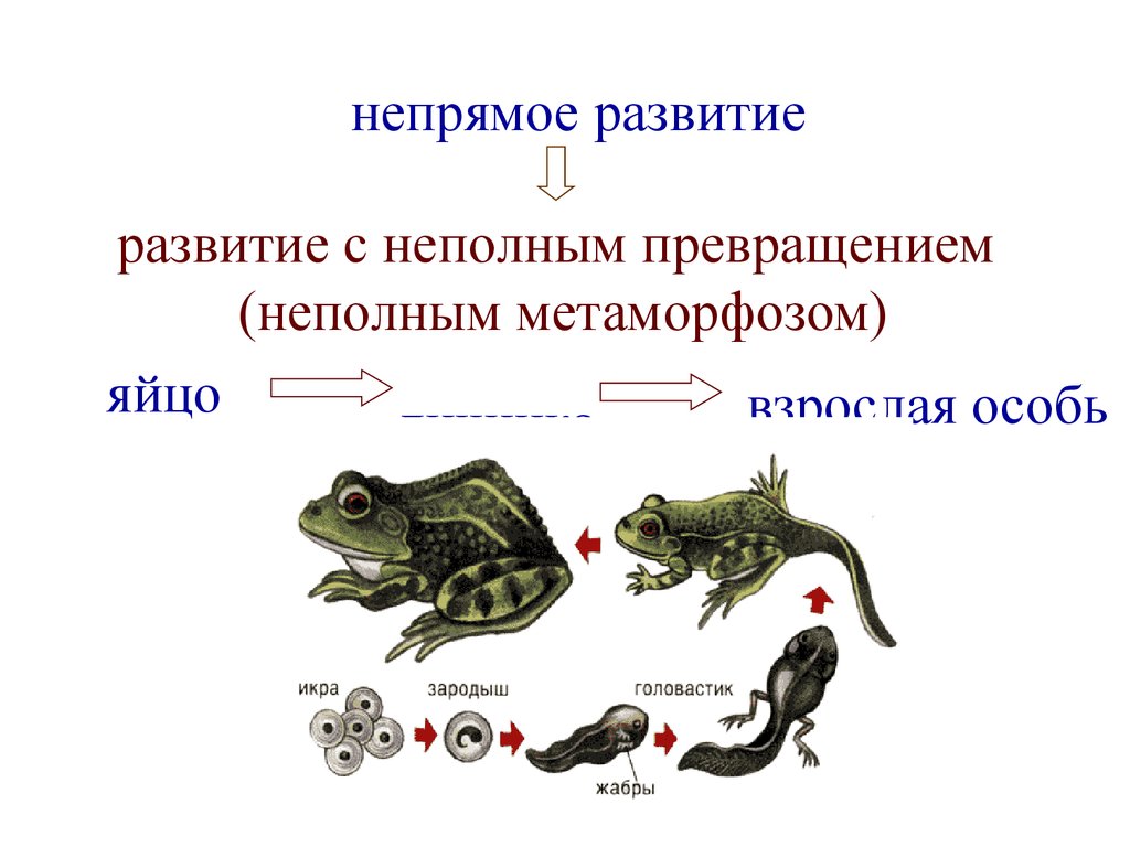 Этапами онтогенеза животных