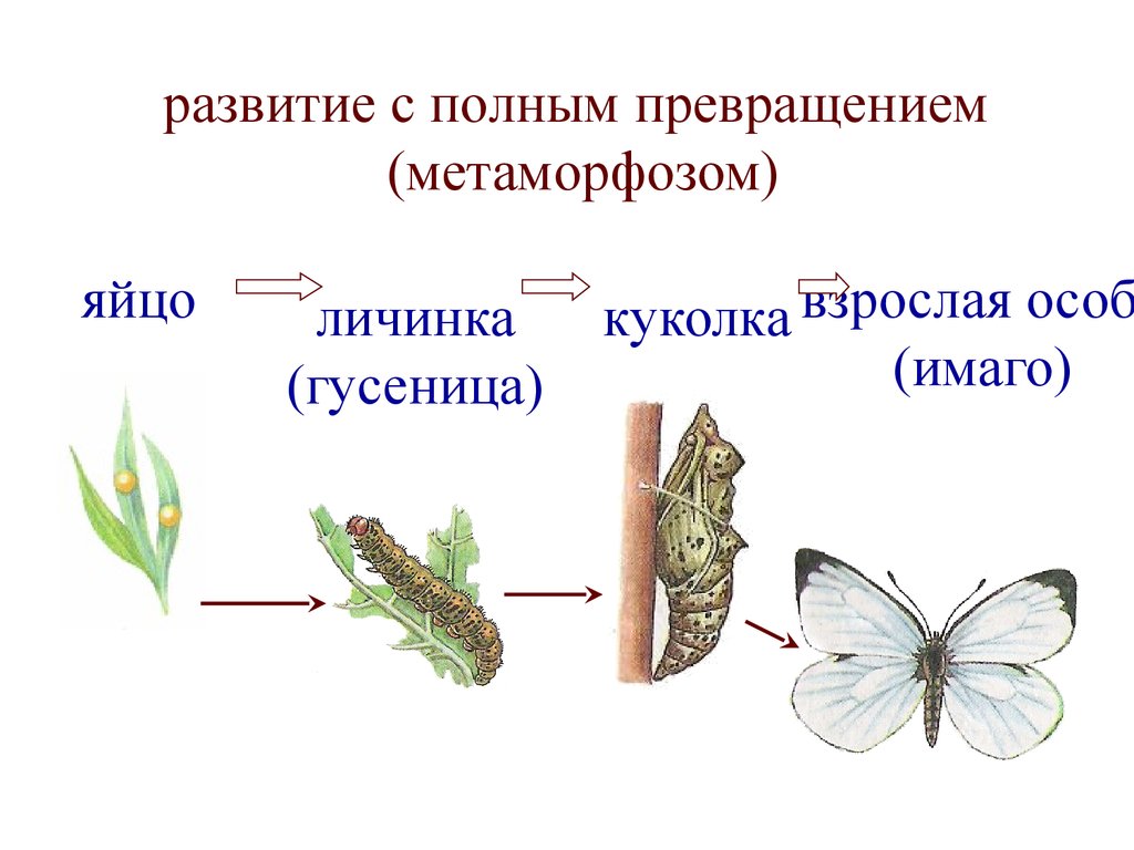 Покажи развитие. Процесс развития животных. Модель развития животных. Полное превращение онтогенез. Онтогенез схема бабочки.