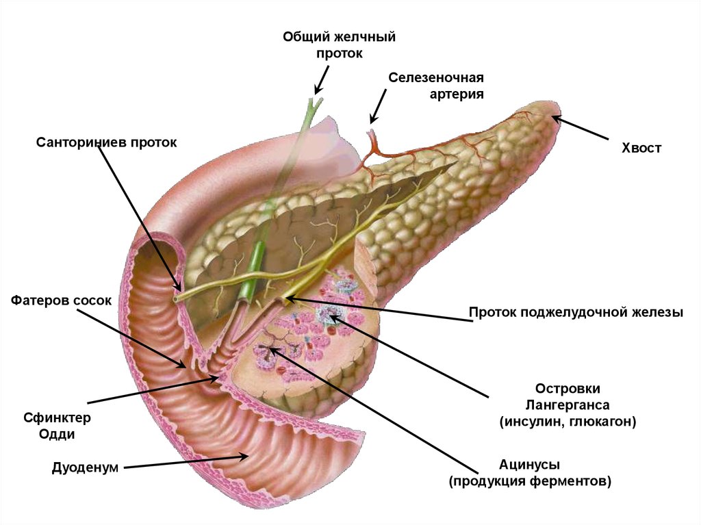 Щитовидная железа и желчный пузырь. Строение островка поджелудочной железы. Поджелудочная железа кролика анатомия. Протоки поджелудочной железы строение. Островки Лангерганса анатомия.