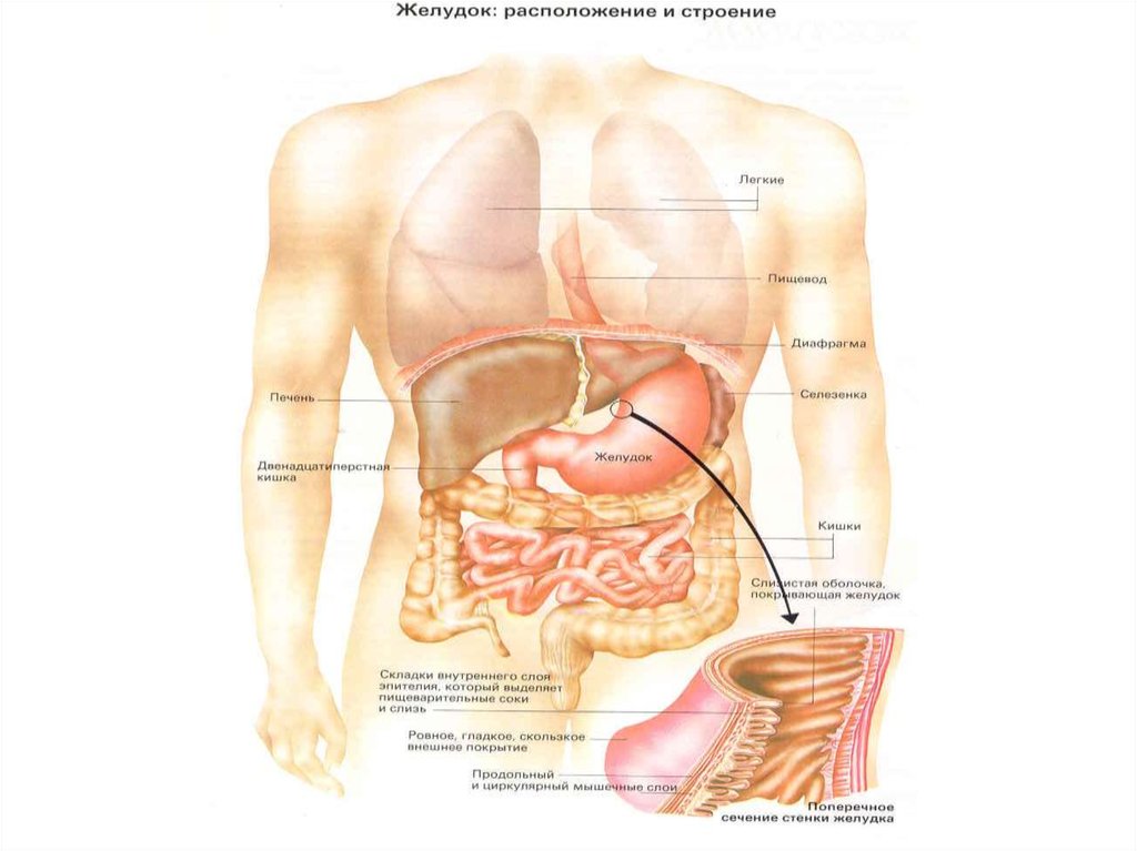 Желудок под печенью. Желудок человека расположение. Расположение органов в желудке человека. Желудок анатомия расположение.