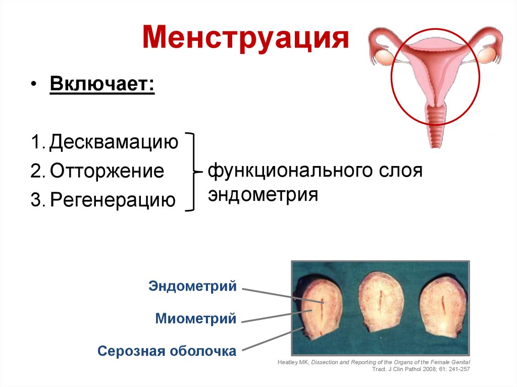 Десквамация эндометрия