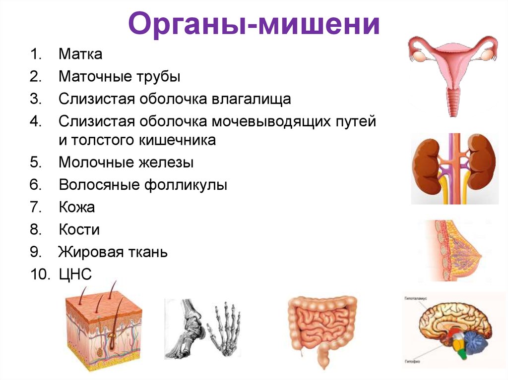 5 органы мишени