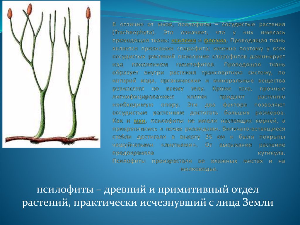 В отличие от мхов, псилофиты – сосудистые растения (Tracheophyta). Это означает, что у них имелась проводящая ткань: ксилема и
