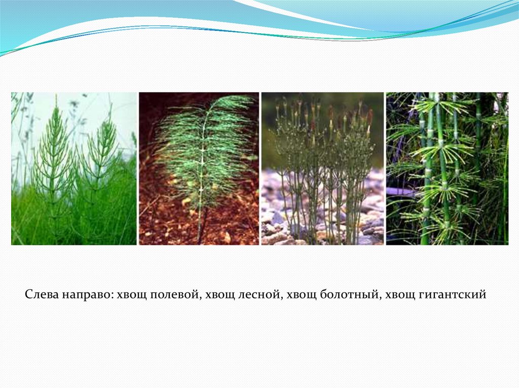Значение хвощей в жизни. Представители хвощей. Отдел хвощи. Представители хвоща хвоща. Хвощи примеры растений.