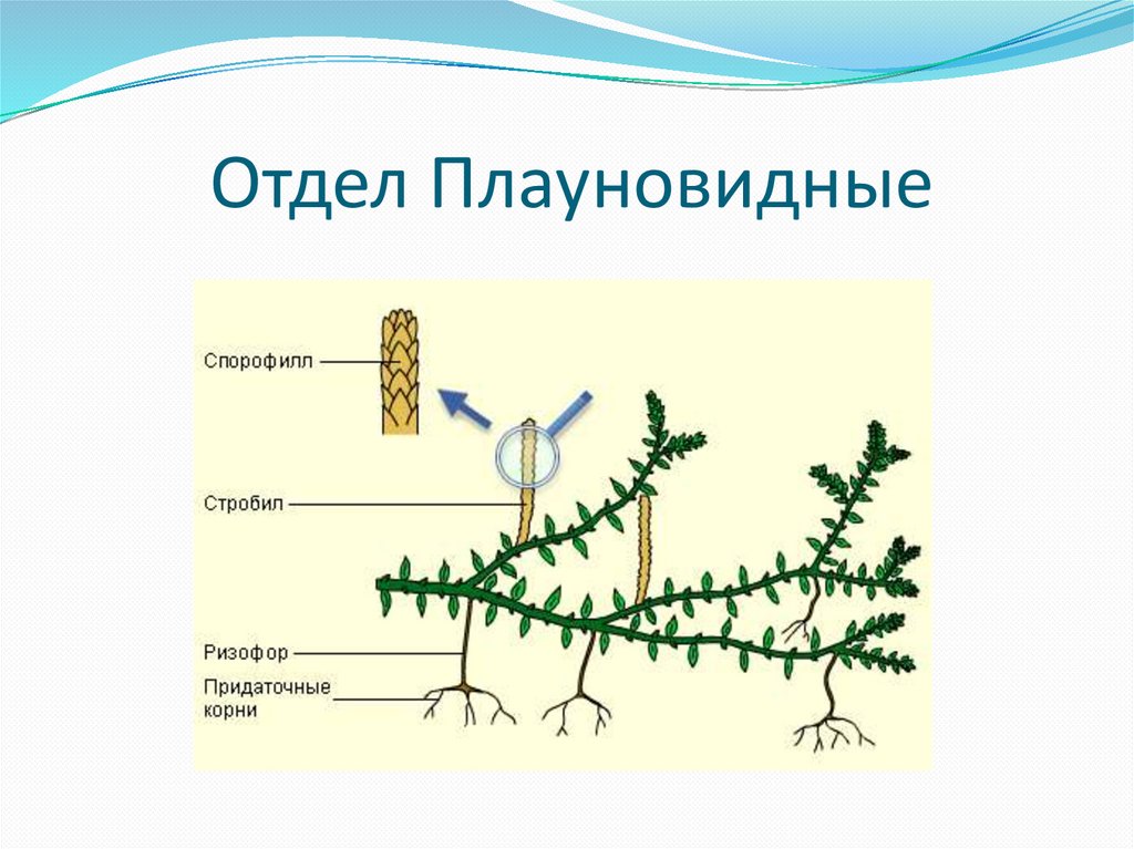 Плауновидные схема плодолистиков