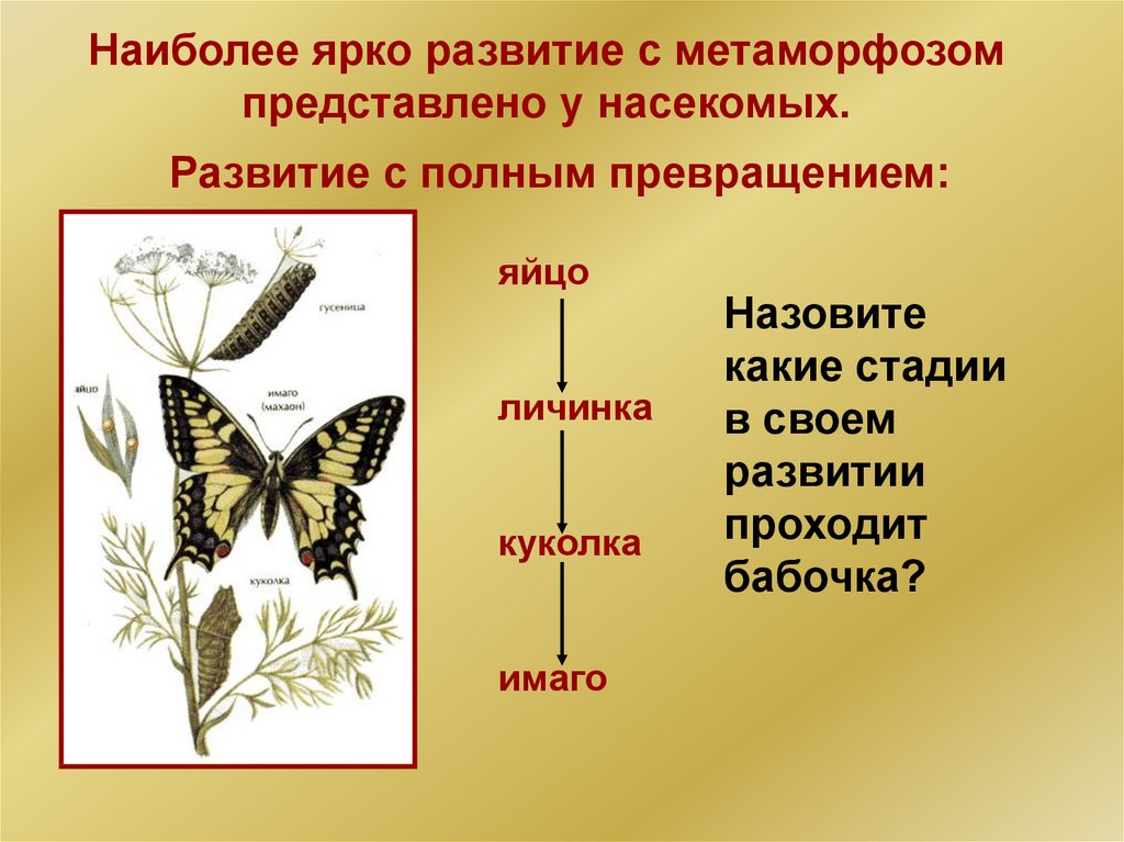 Развитие животных с превращением и без превращения 7 класс презентация