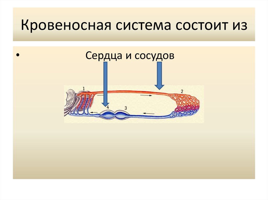 Имеют системы органов. Системы органов животных 5 класс. Кровеносная система состоит из. Органы и системы органов животных 7 класс. Органы и системы органов животных презентация.