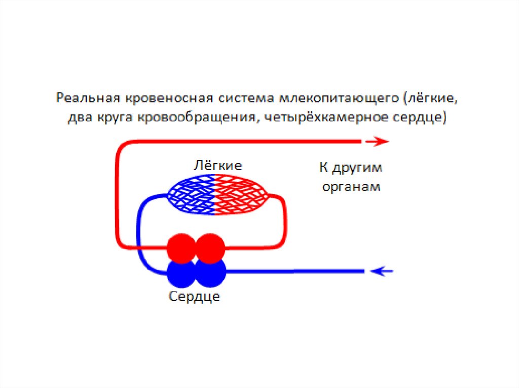 Схема кровеносной системы крысы