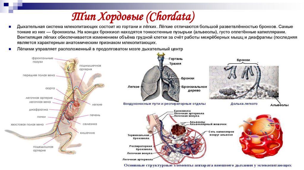 Органы дыхания у млекопитающих схема