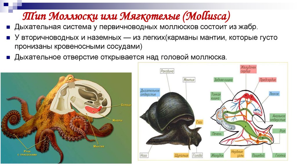 Тело моллюска имеет мантию. Мантия класс брюхоногие моллюски. Мантия у моллюсков. Мантия представляет собой у моллюсков. Моллюски мантия и мантийная полость.