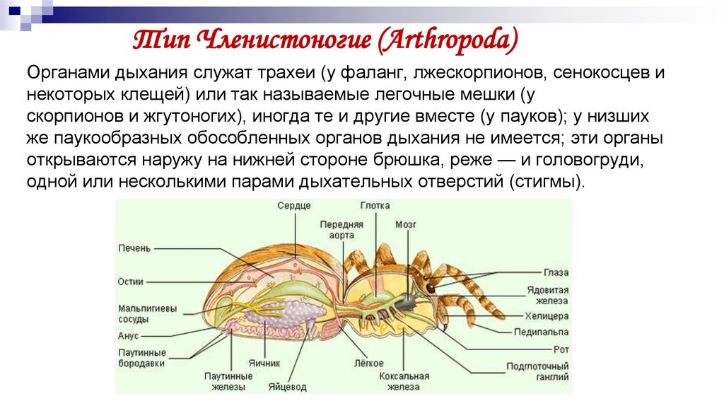 Членистоногие головогрудь