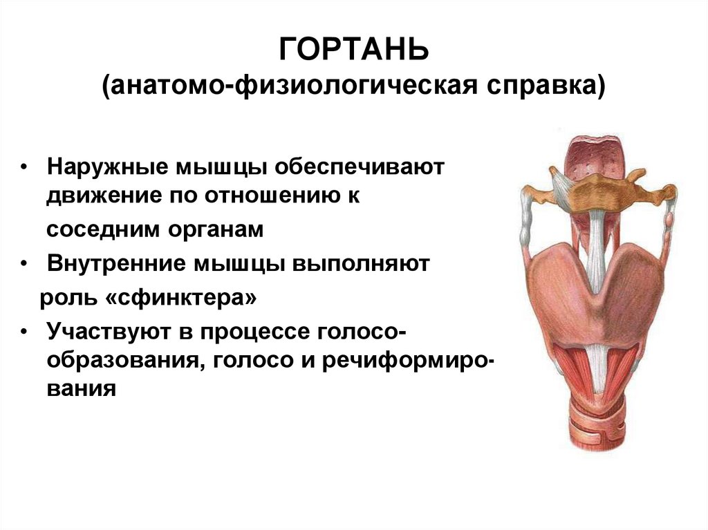 Гортань функции