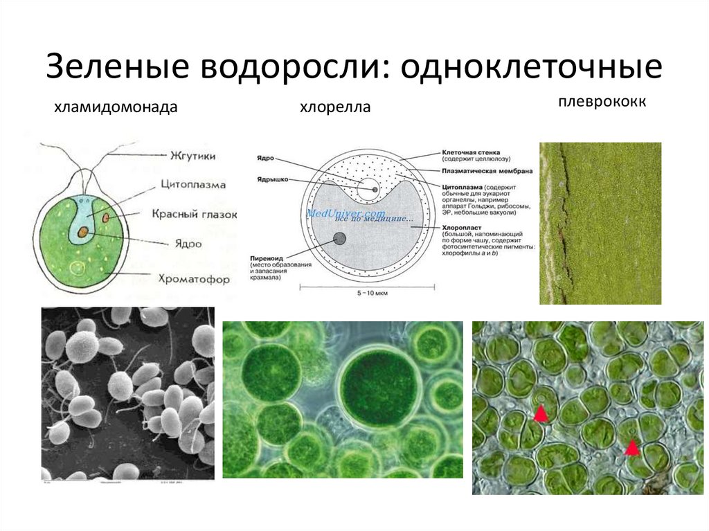 Одноклеточные низшие водоросли. Зелёные водоросли хлорелла одноклеточеые. Хлорелла строение клетки. Плеврококк одноклеточная. Одноклеточная зелёная водоросль шаровидной формы.