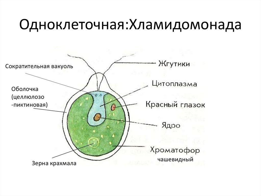 Одноклеточные организмы рисунок с подписями 5 класс