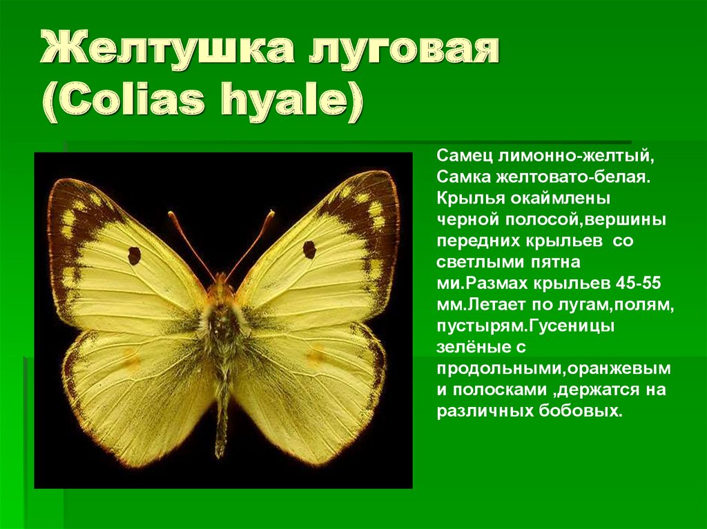 В чем сходство и различие бабочек. Луговая желтушка бабочка описание. Луговая желтушка бабочка 2 класс. Бабочка желтушка Луговая самец и самка. Бабочка Луговая желтушка доклад.