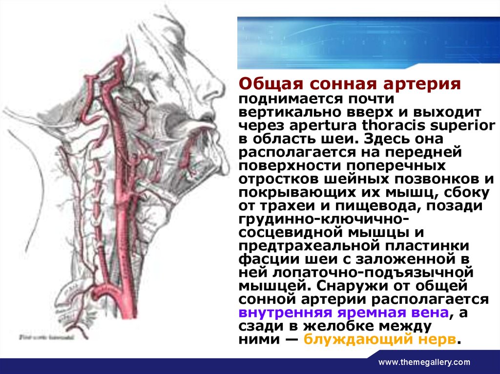 Где находится сонная артерия слева. Левая общая Сонная артерия кровоснабжает. Строение сосудов шеи сбоку. Внутренняя Сонная артерия пульсация. Правая общая Сонная артерия кровоснабжает.