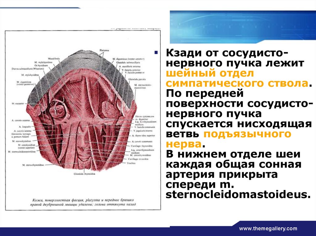 Сосудисто нервный пучок. Сосудисто нервный пучок подошвы. Сосудисто-нервный пучок шеи. Шейный отдел симпатического ствола.. Сосудисто нервные пучки головы. Закономерности сосудисто-нервного пучка головы.