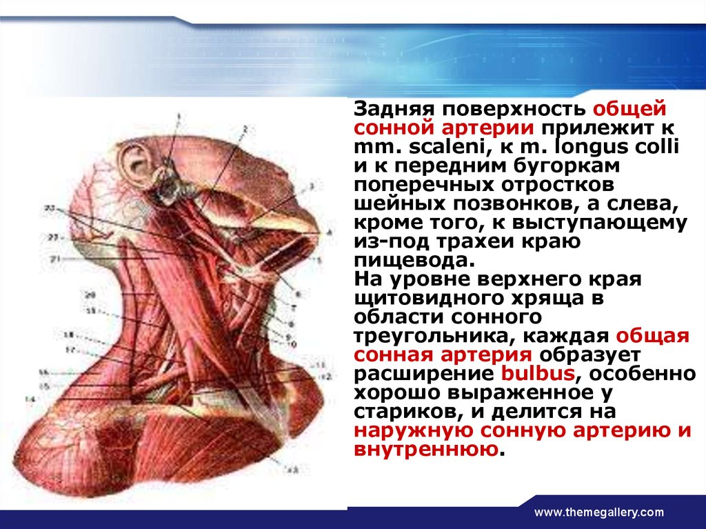 Где находится сонная артерия слева. Общая Сонная артерия. Мышцы шеи и Сонная артерия. Топография общей сонной арт.