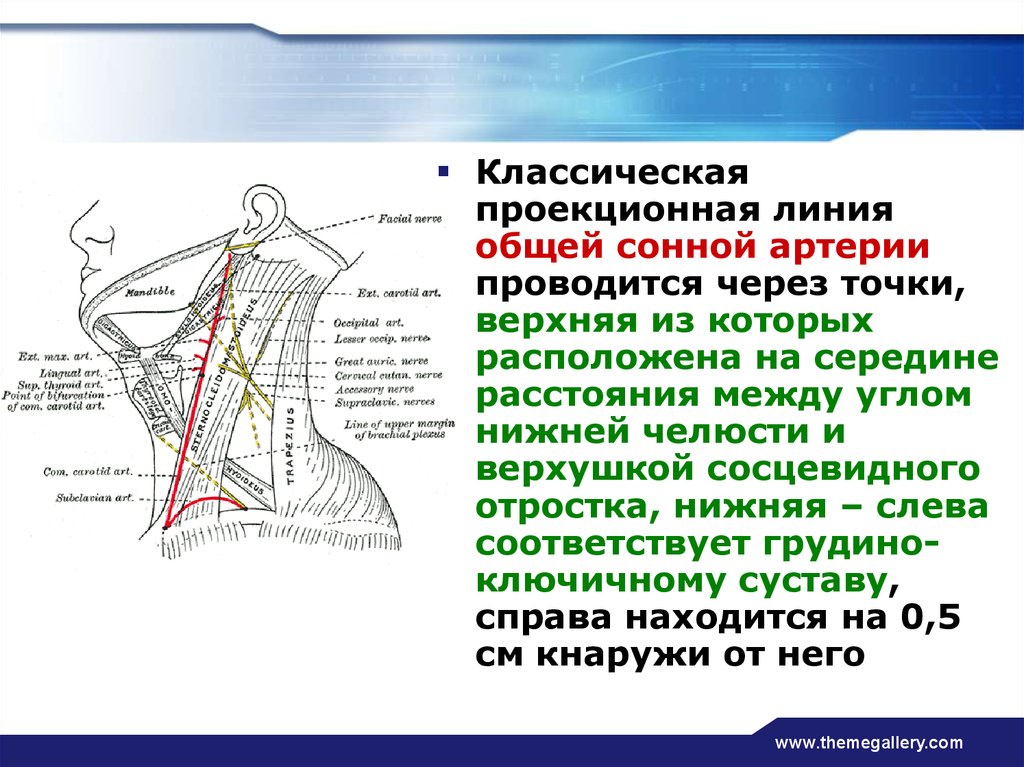 Расположенная на нижней. Проекция наружной сонной артерии топографическая анатомия. Проекционная линия на кожу общей сонной артерии. Синтопия наружной сонной артерии. Проекционные линии основных сосудов головы и шеи.